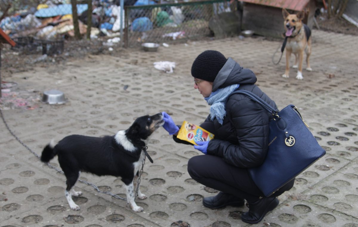 15 grudnia 2017 – Wrażliwi na los zwierząt