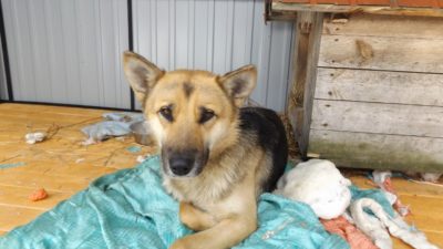 2 marca 2018 – Młodzież pomaga zwierzętom